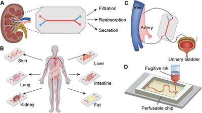 Revolutionizing nephrology research: expanding horizons with kidney-on-a-chip and beyond